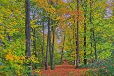《森林报：秋》读后感范文5篇