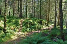 挪威的森林的读后感1500字