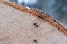 读两只蚂蚁有感600字：《两只蚂蚁》