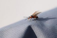 昆虫记红蚂蚁读后感大纲