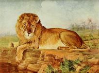 读《雄狮去流浪》动物小说有感600字