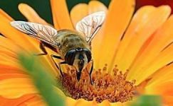 《一只离群的蜜蜂》读后感8篇大纲