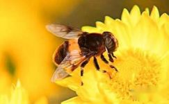 读蜜蜂的赞美有感