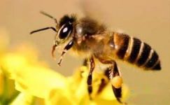 读《蜜蜂和蚂蚁》有感700字大纲
