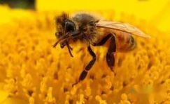 读蜜蜂的赞美有感350字大纲