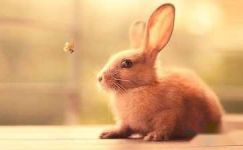 兔子的尾巴为什么是短读后感大纲